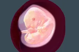孕早期，感受生命诞生的奇迹，受精卵发育成胚胎的过程！视频封面