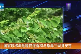 国家珍稀濒危植物连香树与象鼻兰现身安吉视频封面