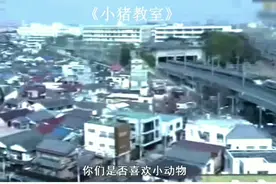 小学生能不能养宠物？来看看一只闯进曰本小学的猪的命运