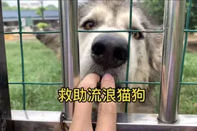 武汉最大流浪动物救助站，已救10000只，一阿拉不许它狗卖萌视频封面
