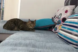 半截火腿肠也能让狸花猫玩的不亦乐乎