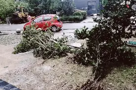 台风“米娜”过境，树木东倒西歪，不过天总算晴了。