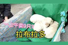 石家庄宠物交易市场犬类真便宜，2个月大的小狗，一上午卖9只视频封面