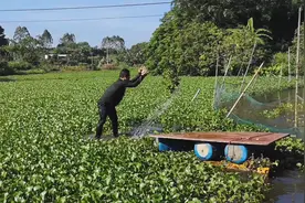 肥罗想养鸭把满塘水葫芦吃掉，没想到越来多了，怎么办
