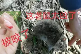 被老鼠咬了怎么办？这老鼠也太凶了视频封面