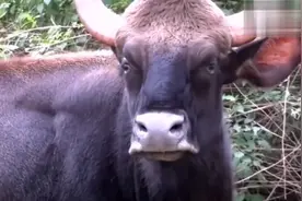 老虎攻击强壮的印度野牛，一击即中视频封面