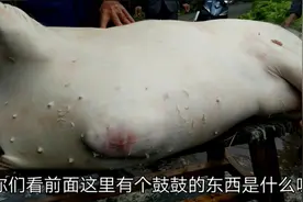 杀猪杀到一半，发现猪肚有个鼓鼓的东西，说是露肠猪视频封面