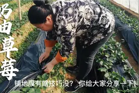 奶油草莓有奶油吗？给草莓幼苗覆膜是技术活，70岁大妈能做好不？视频封面