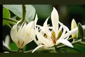 想要养好白兰花，记住这几点，满屋都是香味。视频封面