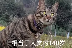吉尼斯收录的一只长寿猫就是一只狸花，整整活了32岁啊！视频封面