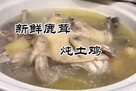 酒店大厨分享“新鲜鹿茸炖土鸡”的做法，滋阴补肾，做法很详细！