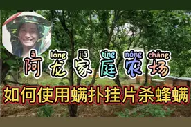 蜜蜂养殖，如何使用螨扑挂片杀蜂螨视频封面