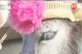 小镇举行“毛驴选美”大赛，个个貌美如花，“埃及艳后”成花魁！视频封面