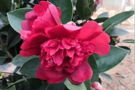 怀金托紫（四季茶花）视频封面