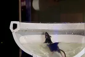 老鼠是怎么从下水道爬进厕所的？老外实验验证，看完解开多年疑惑视频封面