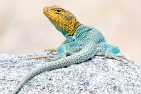 家里蟑螂盛行可以养只蜥蜴，吃起蟑螂幼崽一口一个，像吃花生一样