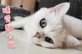 卖卖萌就算了，睡觉还翻白眼？猫界史上睡相第一差！