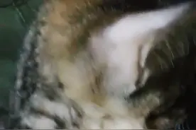 身为一只狸花猫，竟然如此优秀？它名叫“瞎瞎”？视频封面