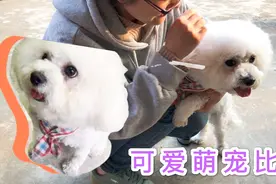 可爱宠物狗比熊只听自己主人话，萌到了也想买只狗狗养