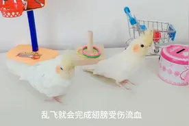 发现玄凤鹦鹉掉羽毛还流血了不要慌，可能是炸笼了。