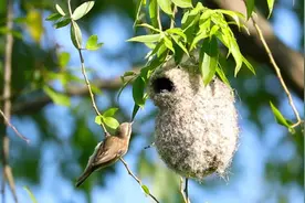 栓挂在树枝上的鸟窝，看看小鸟是怎么建造的，成品像靴子视频封面