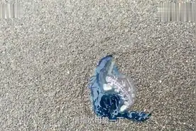 在海边千万不要去触摸这种“塑料袋”，否则有生命危险。视频封面