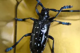 油亮黑甲带点白斑外加威武触角，像极了唱戏的戏袍，它是谁？视频封面