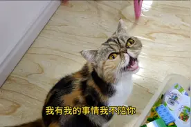 性格各异的两只猫怎样成为朋友啊，头疼了