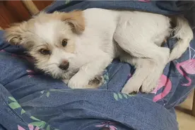 豆豆得了细小能治好吗