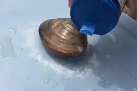 如何让贝壳自己开壳？往它周围撒一圈盐，下一秒坐等奇迹视频封面