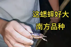 懂得怎么抓蟋蟀么？小农带你找回童年的记忆，这蟋蟀真大视频封面
