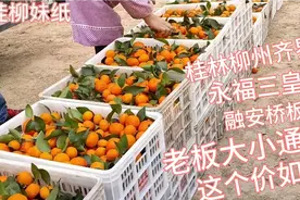 河南老板来广西桂林永福三皇收购沙糖桔，大小通要，看价格是多少视频封面