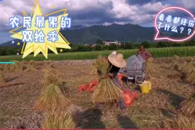 农民最累的双抢季，顶着36度的高温抢收稻谷，有多少人经历过？视频封面