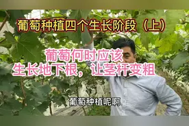 正确掌握葡萄根系发达、茎杆变粗的方法，是成功种植葡萄的第一步视频封面