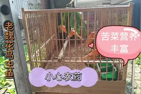 养鸟常识（十六）：金丝雀吃苦菜吗？给鸟儿喂菜有哪些要注意的？视频封面