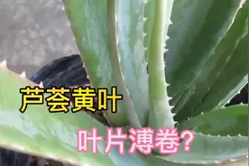 芦荟叶片发卷变薄变黄褐色，是缺水吗？看完你就明白了视频封面