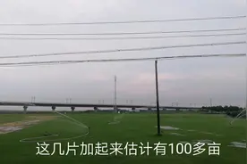 实拍许昌小召乡一草坪种植基地，小伙和大家探讨种庄稼到底赚钱吗视频封面