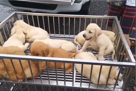 冬哥带你逛狗市，教你怎样才能买到一只活泼又健康的狗狗！