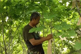 东北在山上养柞蚕70天，可以赚8到10万，这样的养蚕方式你见过吗