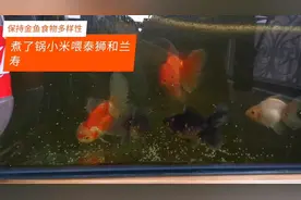 为了保证金鱼食物多样性，煮了锅小米喂泰狮和兰寿视频封面