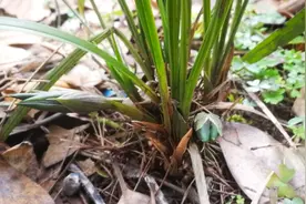 春兰两花苞全是一杆双花，双花会不会形成春兰的遗传DNA？