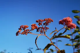 床车生活    露营山顶     看日出
