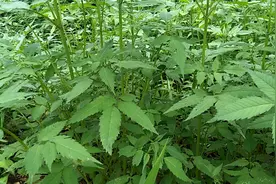 真“一包针”，真“鬼针草”，青管子，种子有针才是正宗的