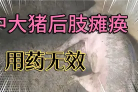 六七十斤的猪后肢站不起来，考虑神经炎，打维生素B1可能出现奇迹视频封面