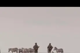 世界上稀有动物，全球仅剩一只，40个特种兵24小时轮流持枪保护。视频封面