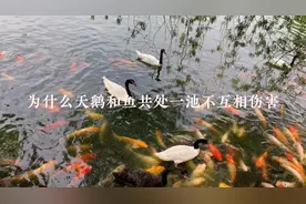 天鹅吃鱼，鸟类和鱼类是天敌，为什么共处一池却不互相伤害？