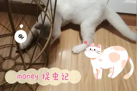 卧室飞来了小飞虫，money一直观察着飞虫，直到最后才敢下手视频封面