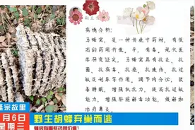 胡峰窝内部结构，堪比皇宫。蜂房药用价值极高视频封面