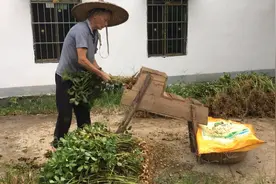 我们江西农村都是这样拔花生，用一种像”马“的机器，速度就是快