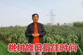 桃子哥给大家分享桃树修剪最佳时间视频封面